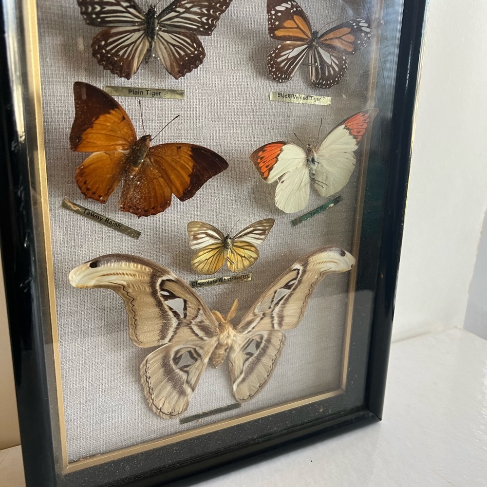 Vtg RARE Real taxidermy framed boxed moth/butterflies - Picture 7 of 14